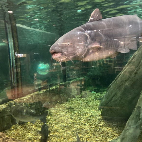 Meet your Posher, Drew - Picture 1 of 1